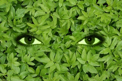 Herbs for Eye Vision